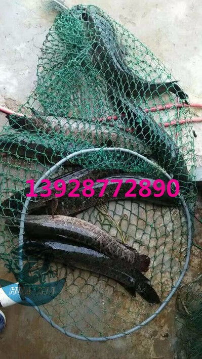 浙江烏鱧魚苗批發價格實惠，廣東華夏漁業航空助力高效運輸